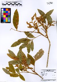 Image of Cupania guatemalensis