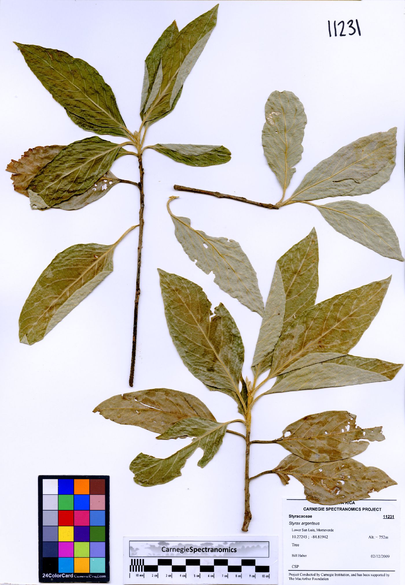 Styrax argenteus image