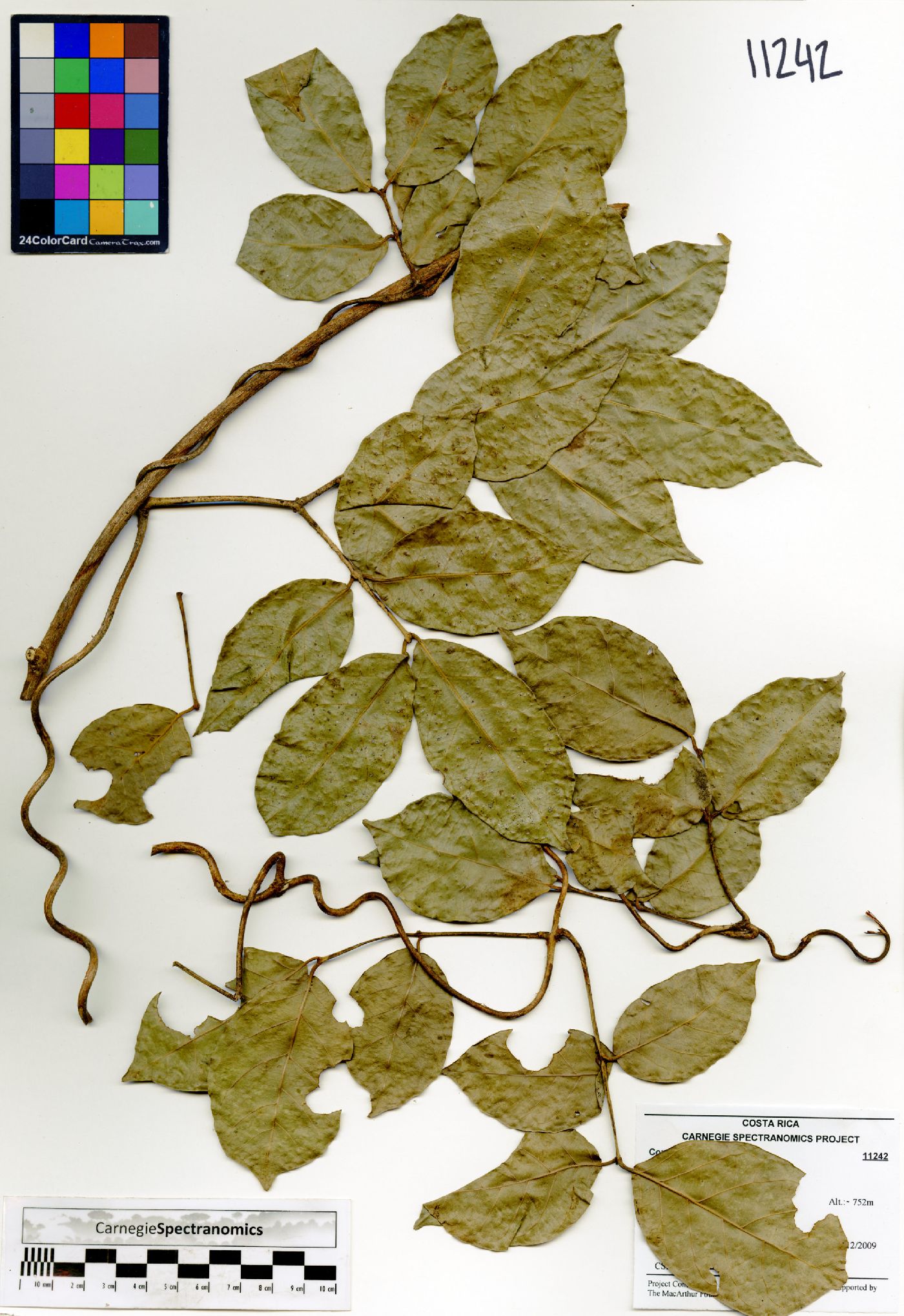 Combretum laxum image