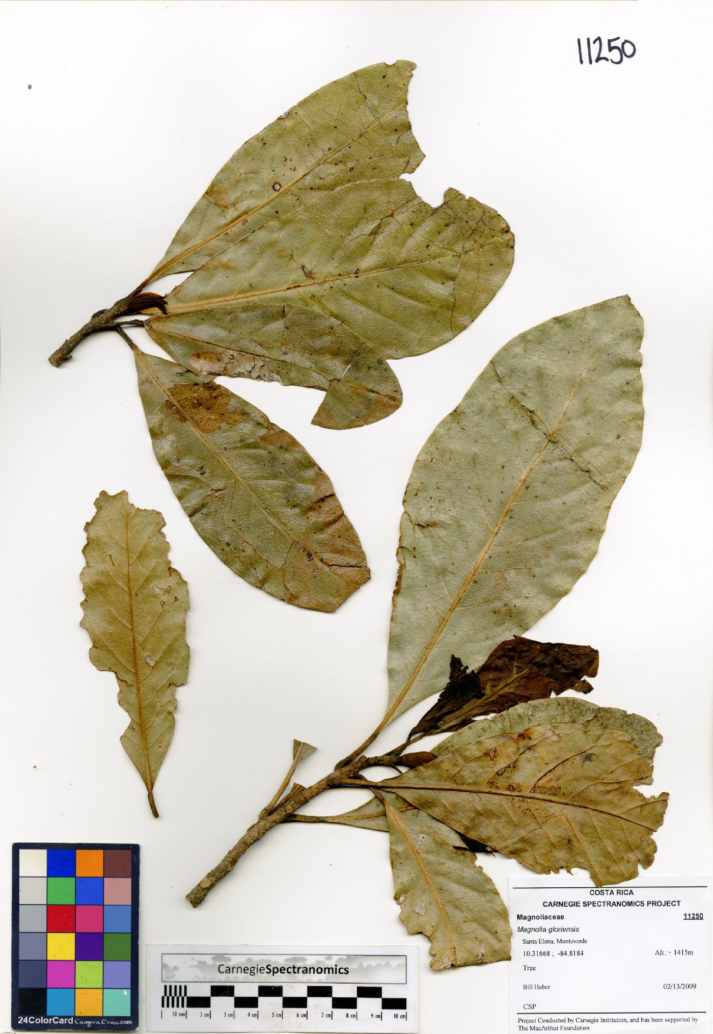 Magnolia gloriensis image