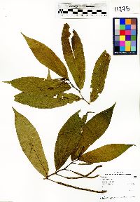 Piper oblanceolatum image