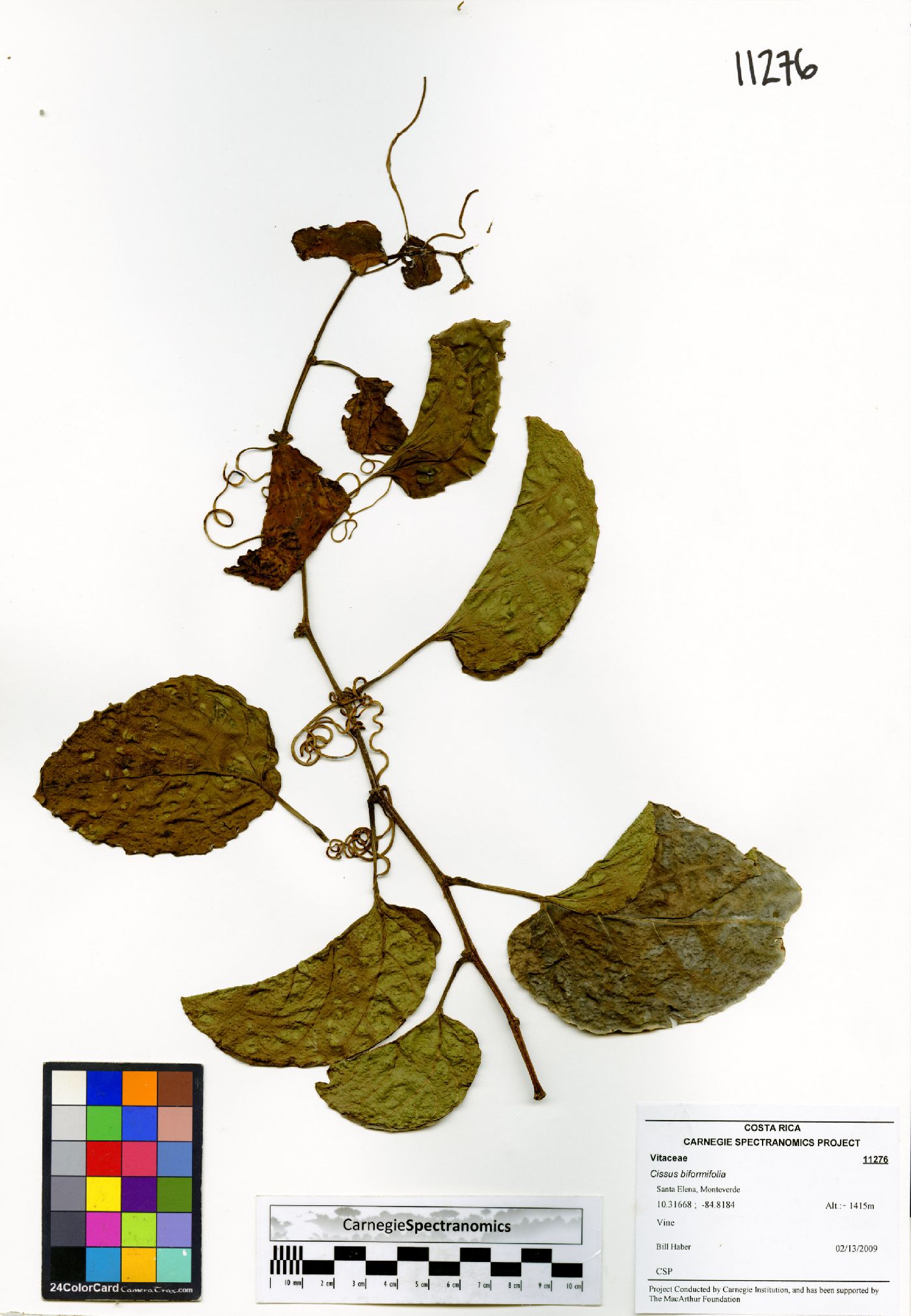 Cissus biformifolia image