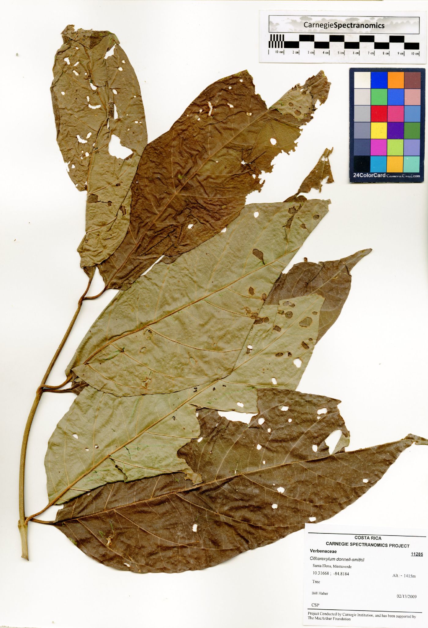 Citharexylum donnell-smithii image