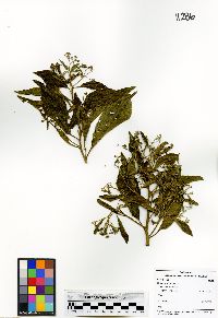 Vernonia triflosculosa image