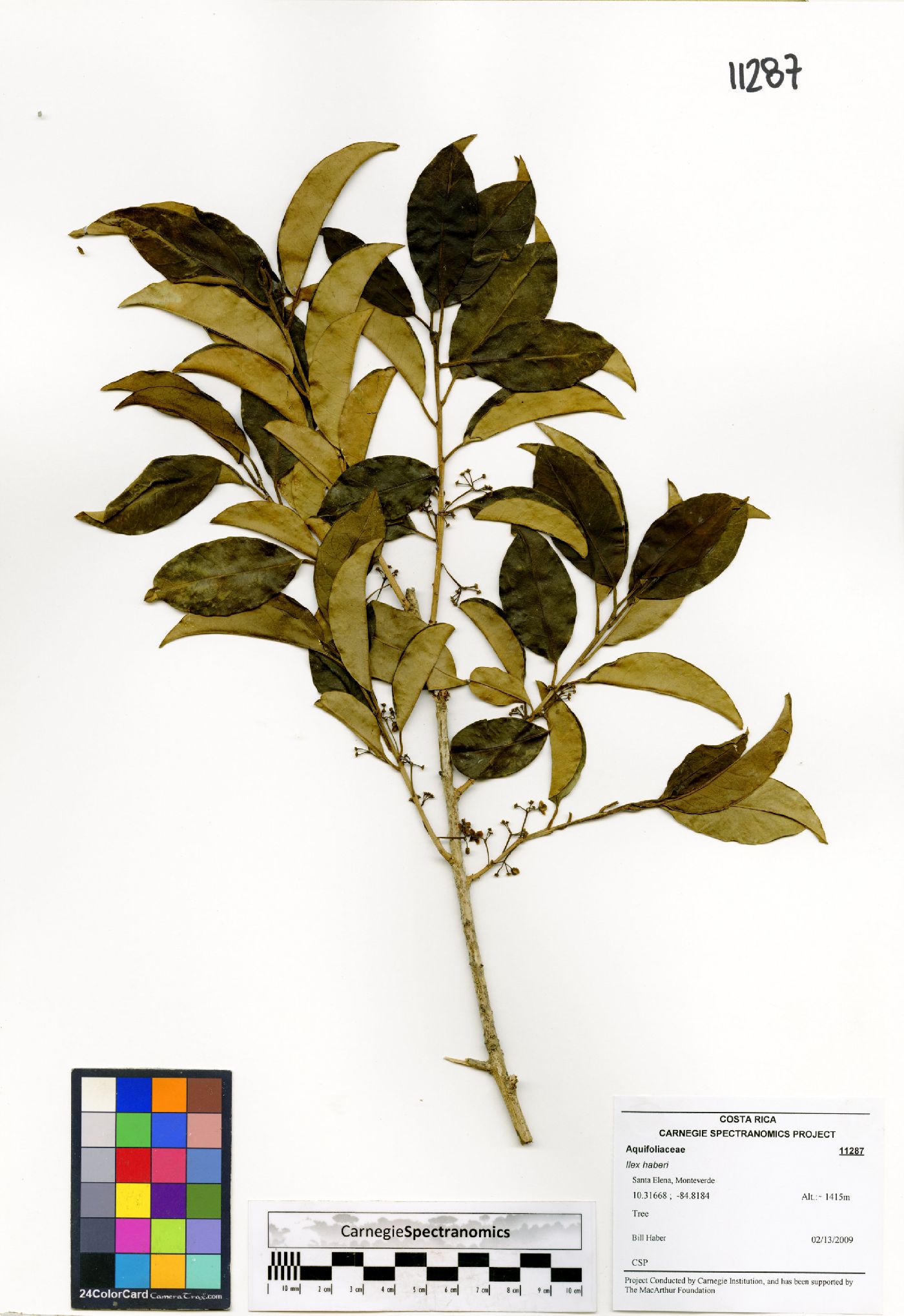 Ilex haberi image