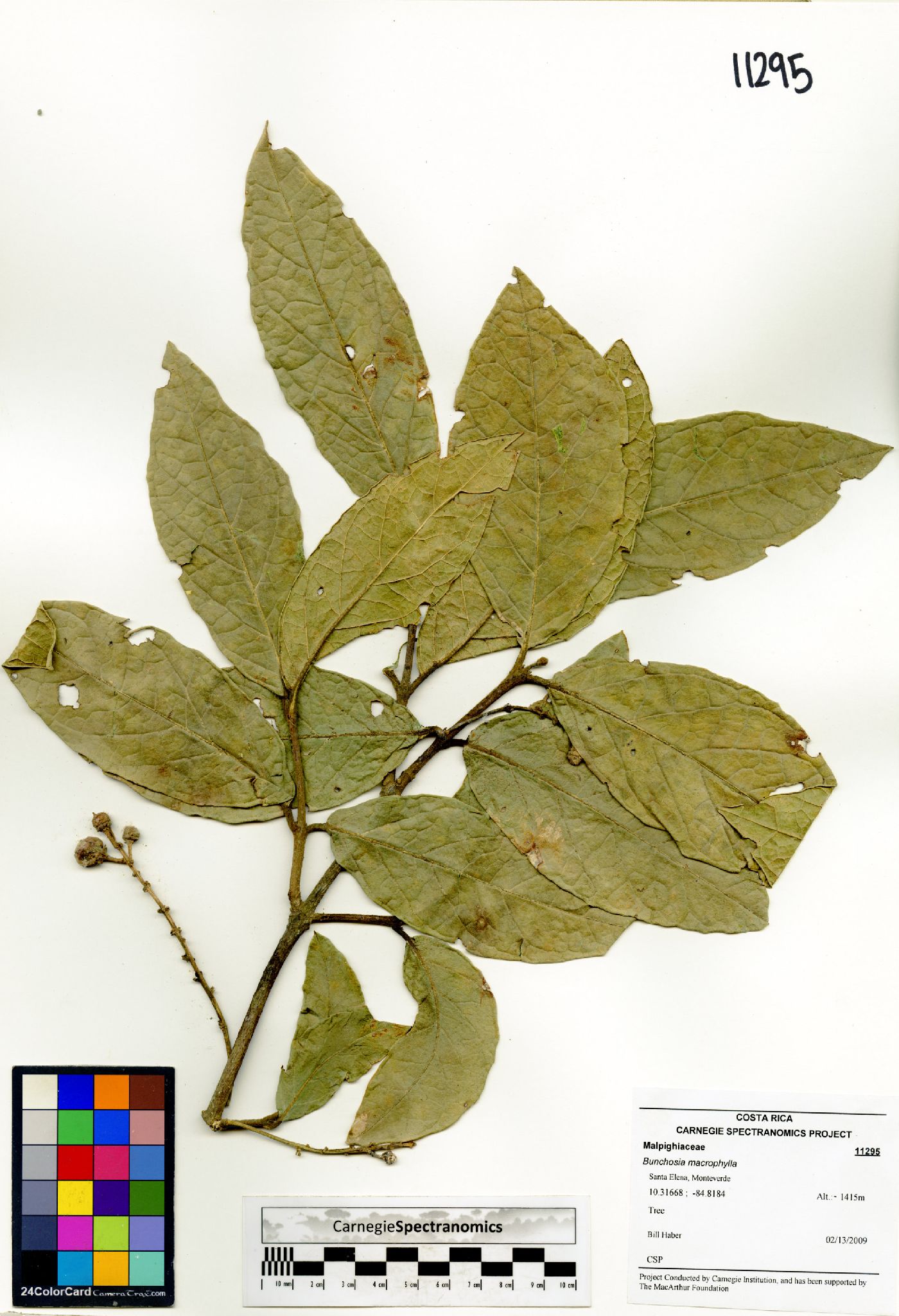 Bunchosia macrophylla image