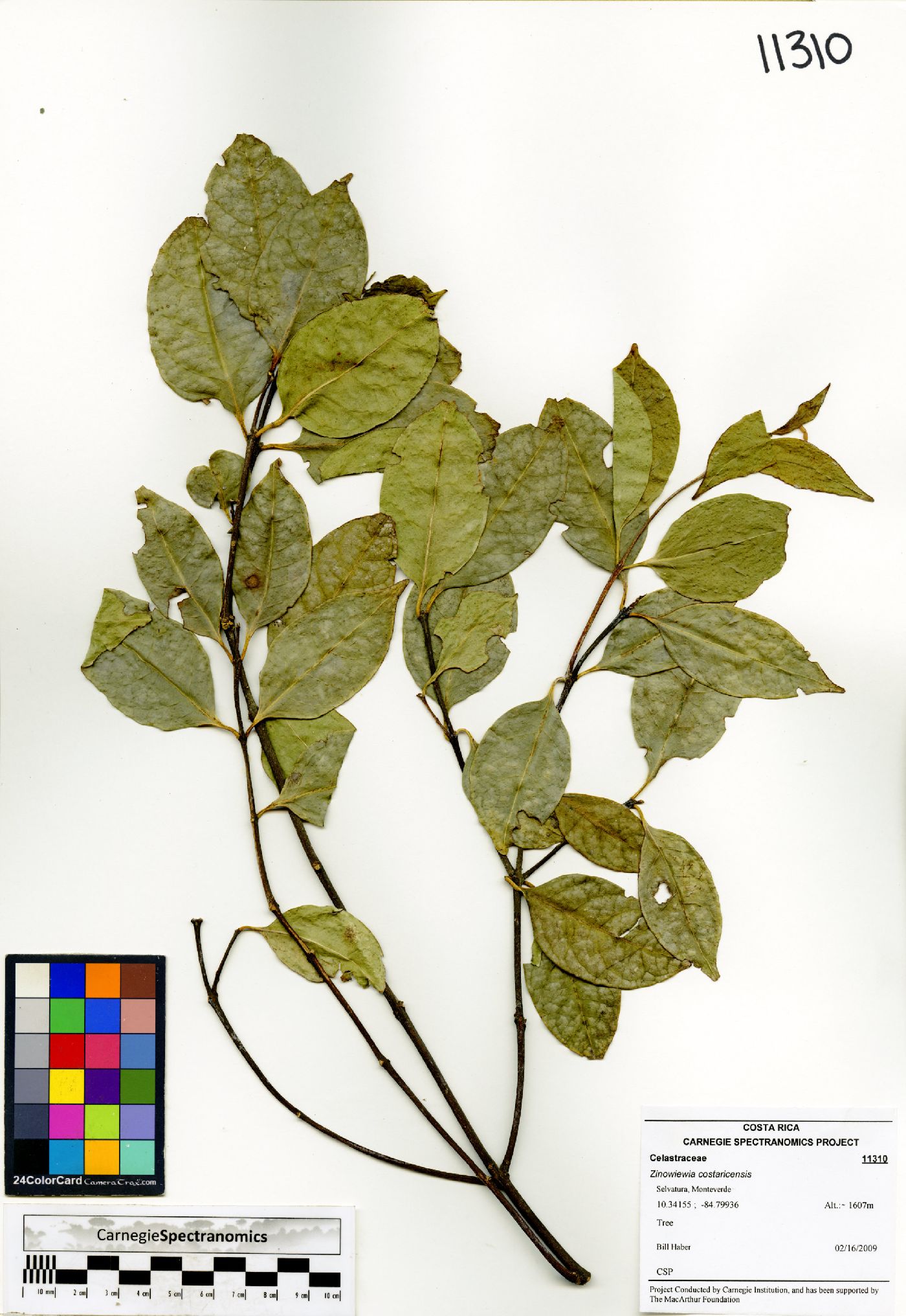 Zinowiewia costaricensis image