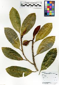 Ficus crassiuscula image