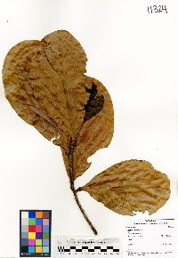 Ocotea endresiana image