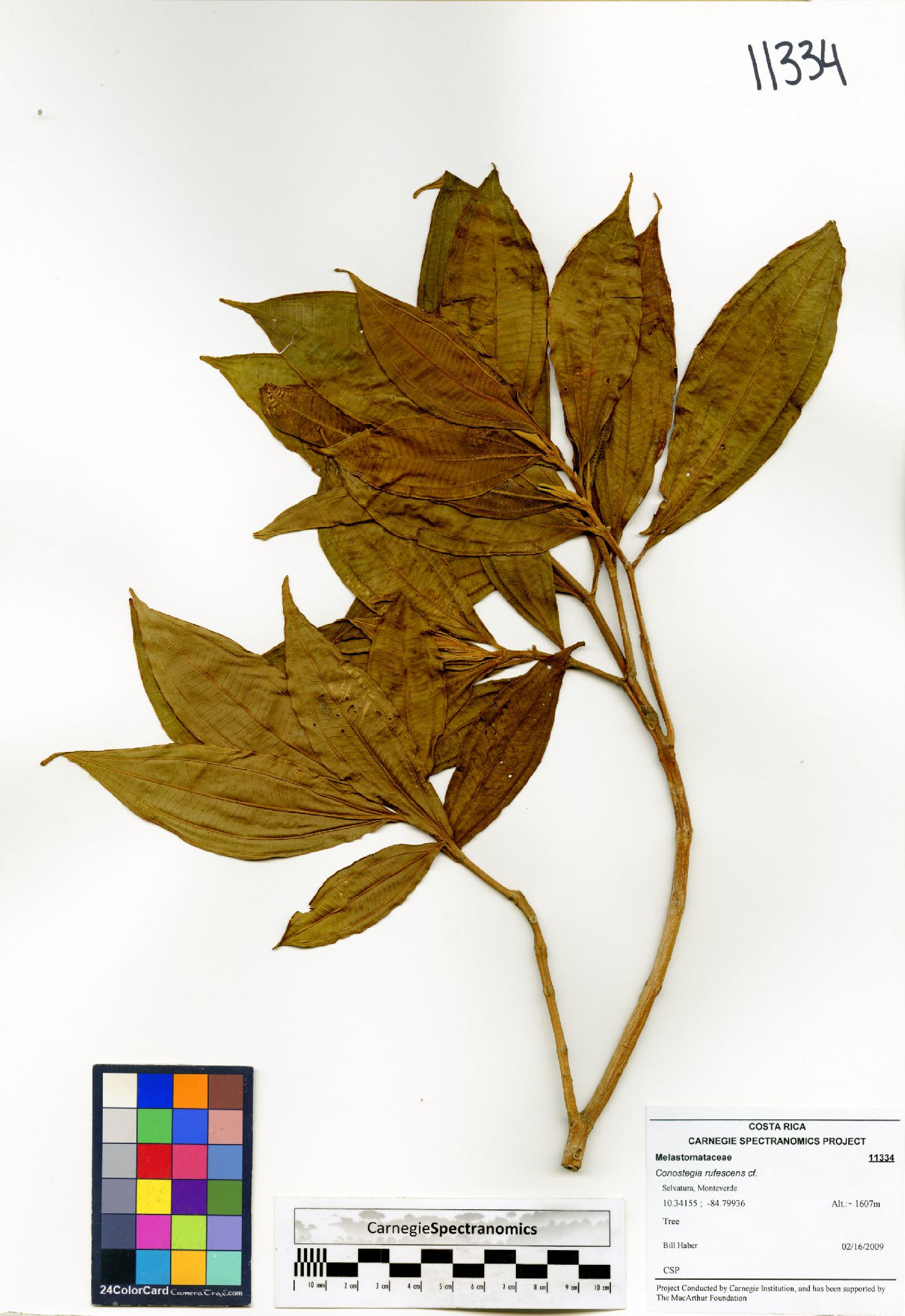 Conostegia rufescens image