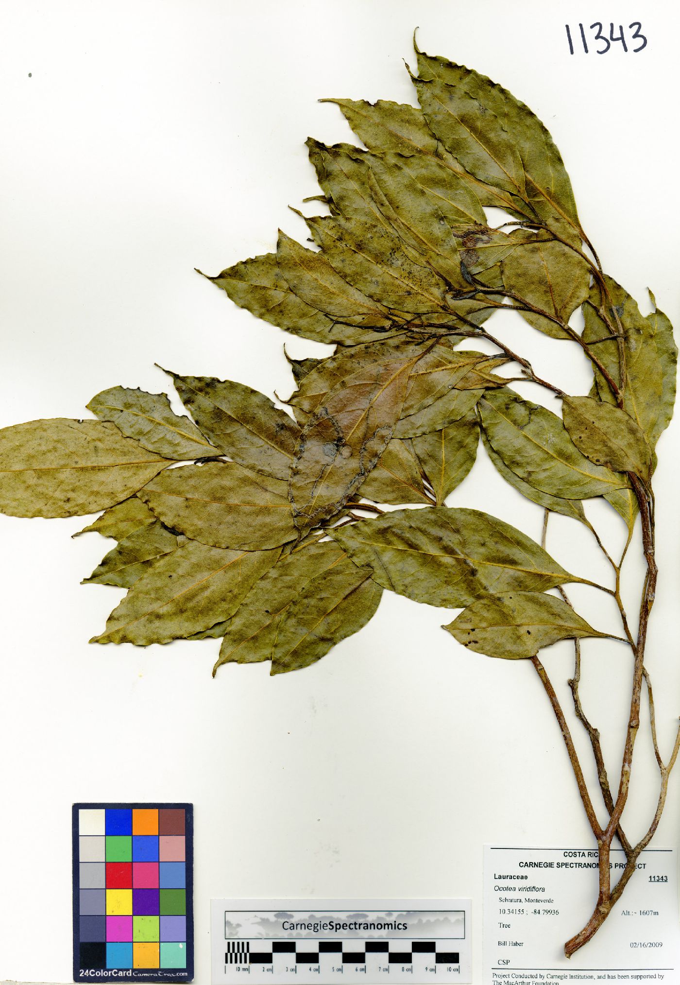 Ocotea viridiflora image