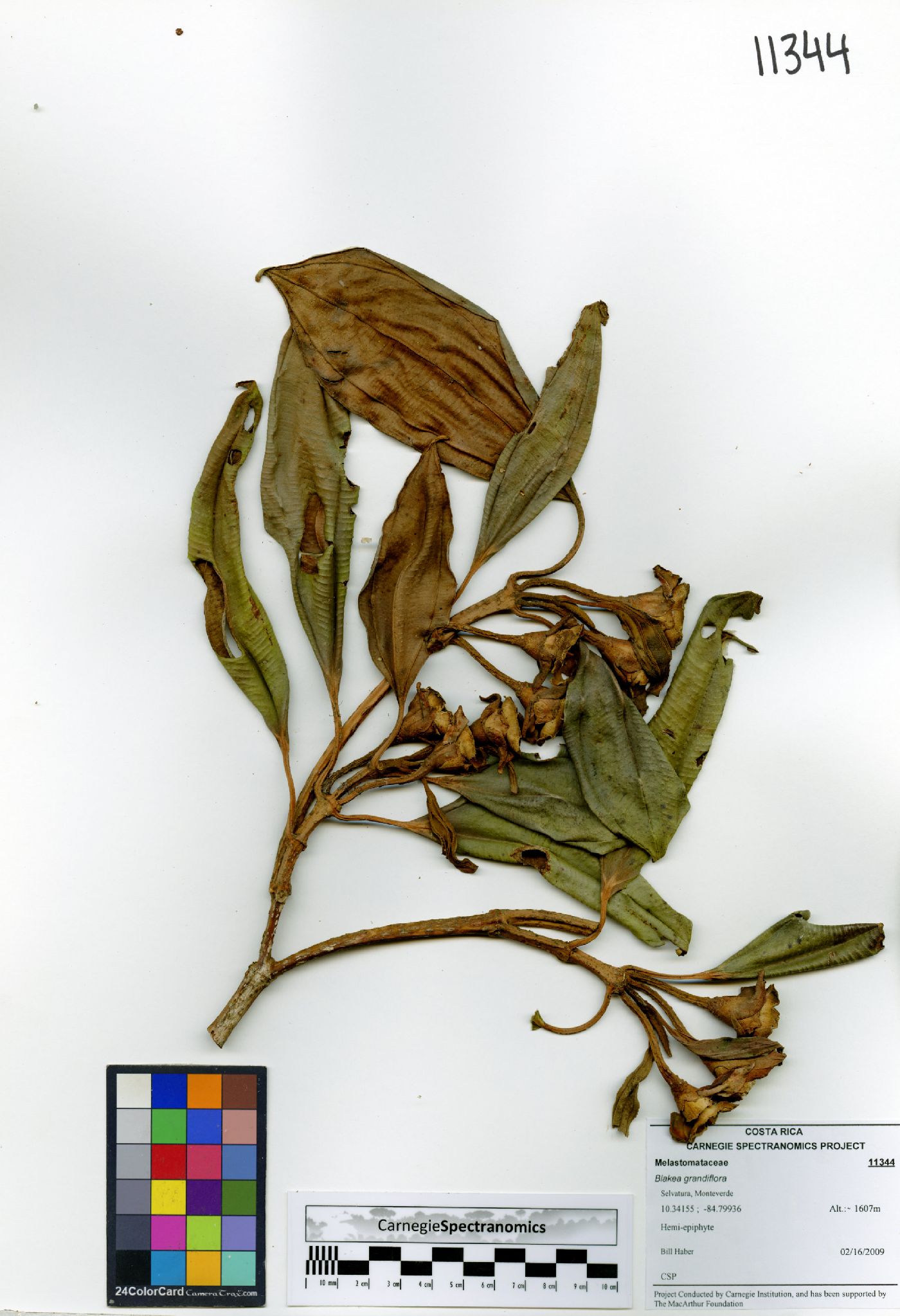 Blakea grandiflora image