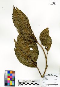 Xylosma oligandra image