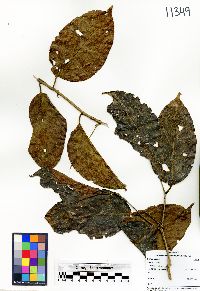 Cordia lucidula image