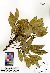 Zanthoxylum melanostictum image