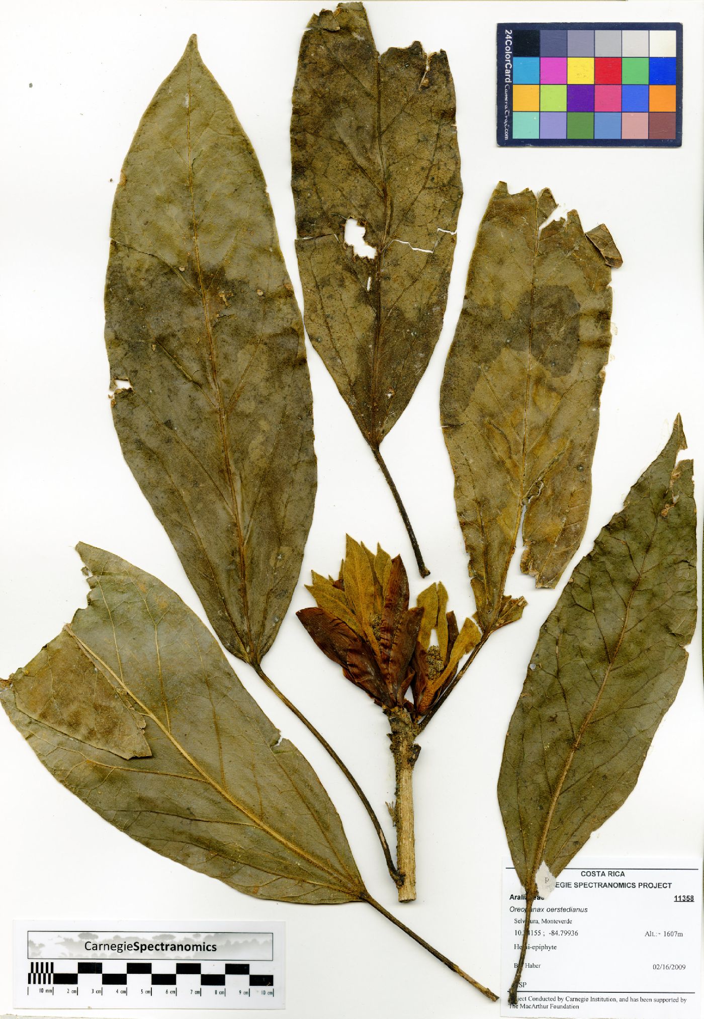 Oreopanax oerstedianus image
