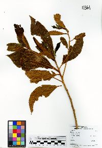 Gordonia brandegeei image