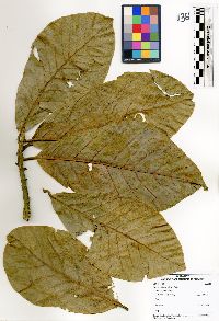 Beilschmiedia alloiophylla image