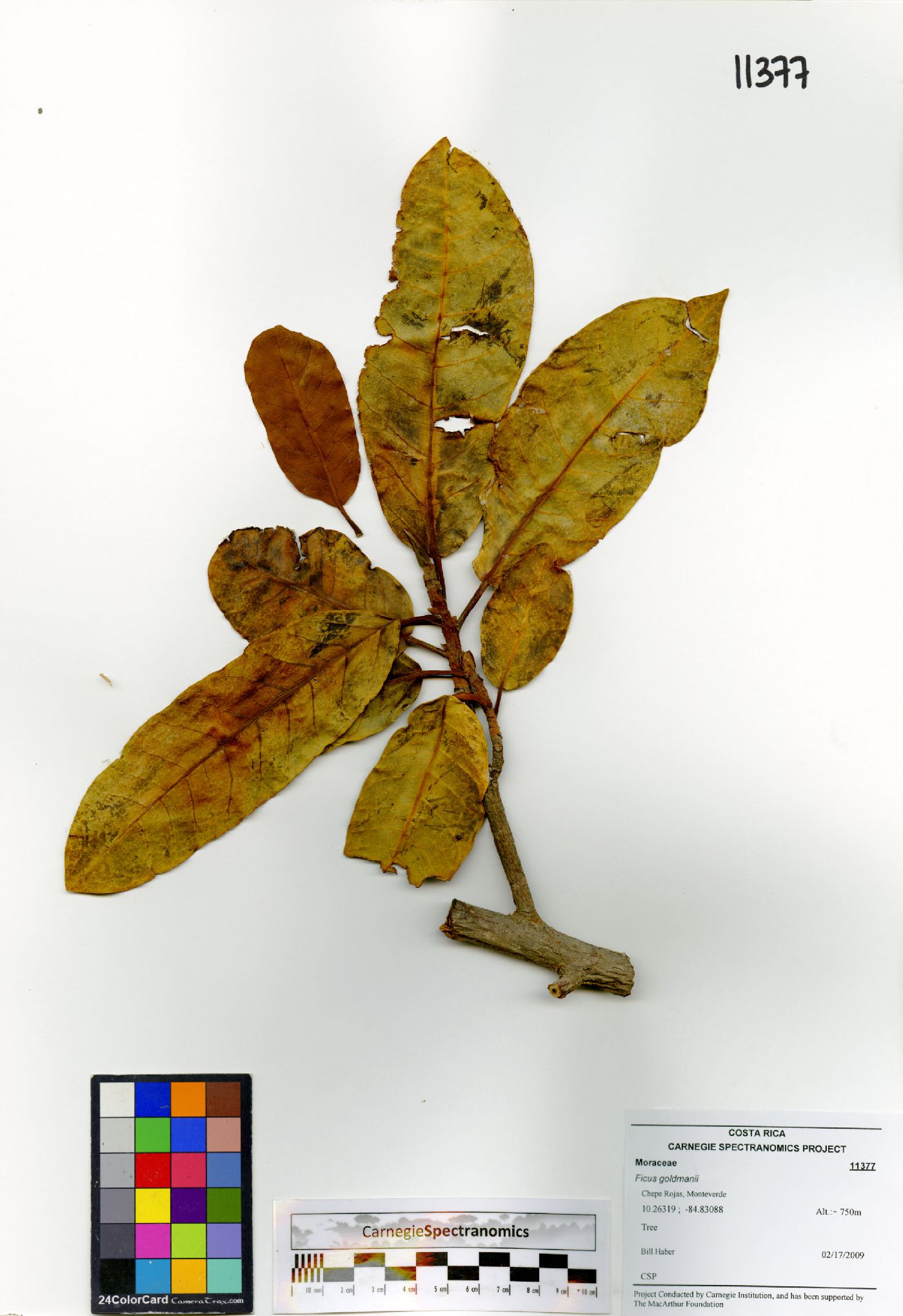 Ficus trigonata image