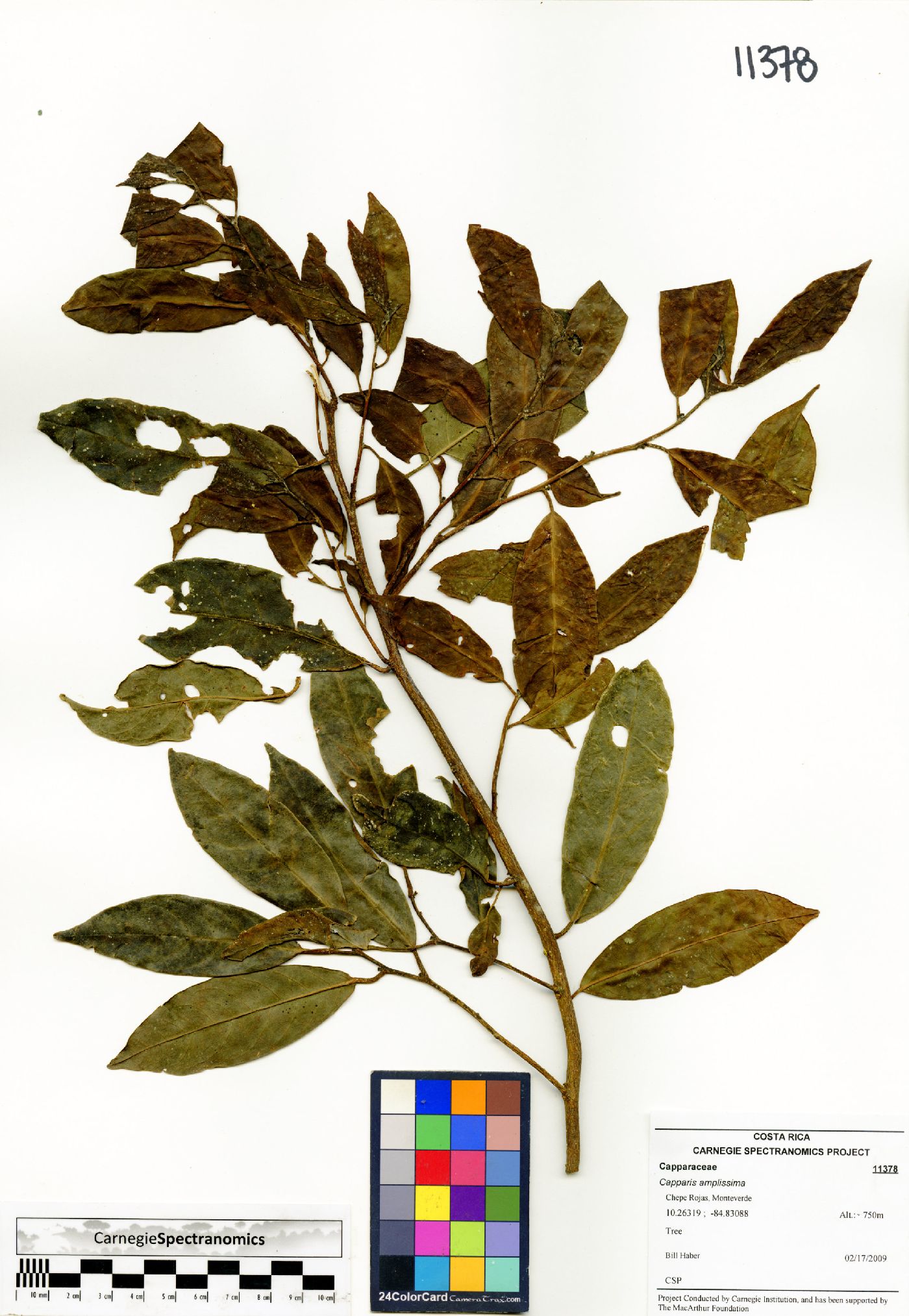 Capparis amplissima image