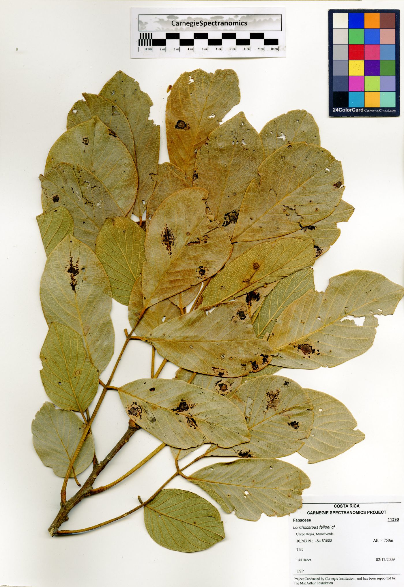 Lonchocarpus felipei image