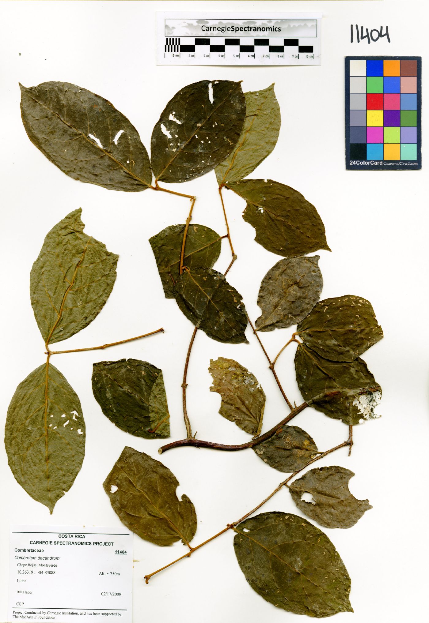 Combretum decandrum image