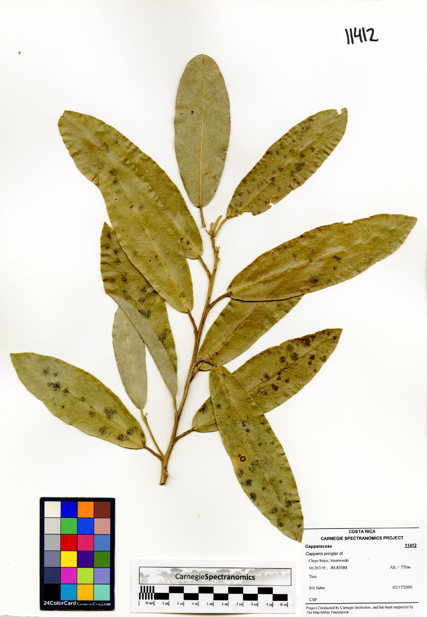 Capparis pringlei image