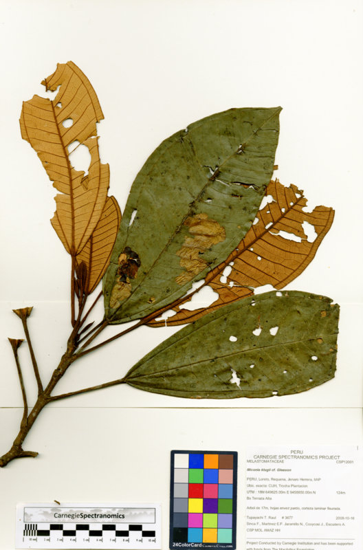 Miconia klugii image