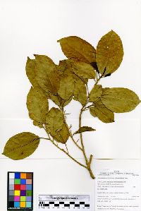 Alchorneopsis floribunda image