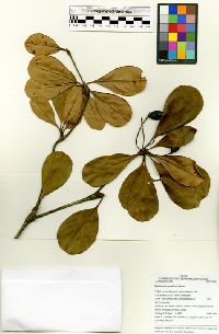 Terminalia grandis image