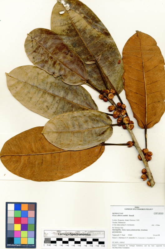 Ficus albert-smithii image