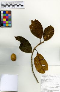 Sloanea laurifolia image