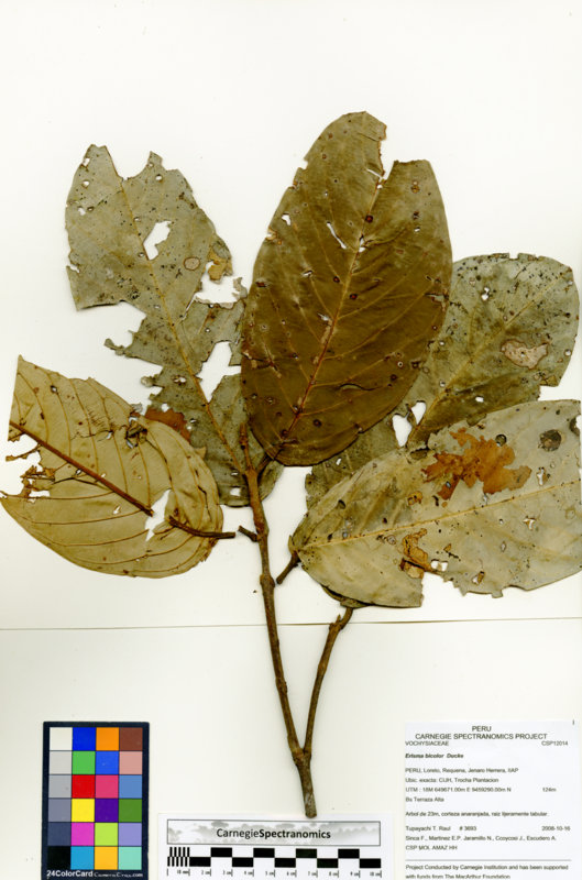 Erisma bicolor image