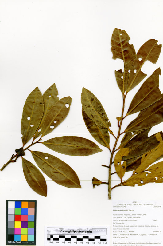 Iryanthera tricornis image