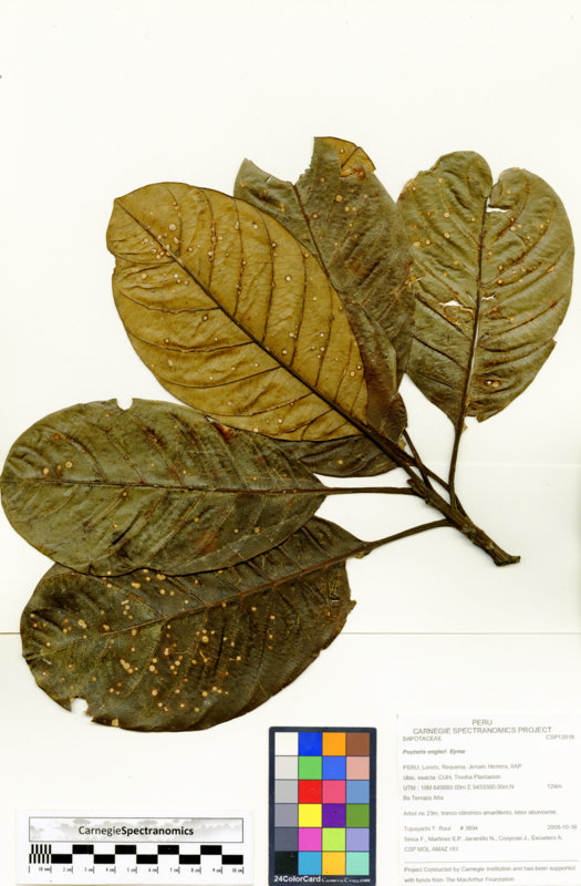 Pouteria engleri image