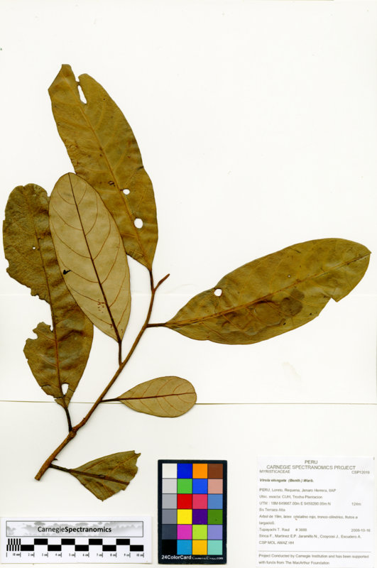 Virola elongata image