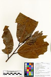 Image of Eschweilera itayensis