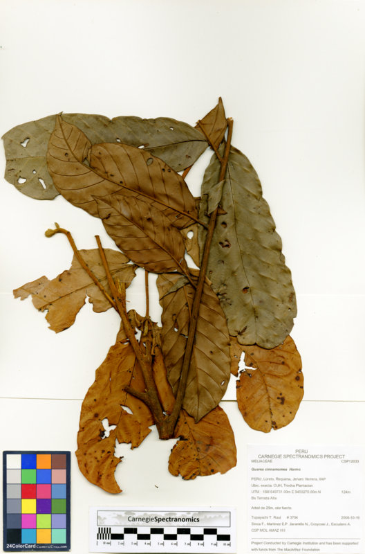 Guarea cinnamomea image