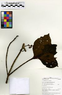 Image of Bellucia arborescens