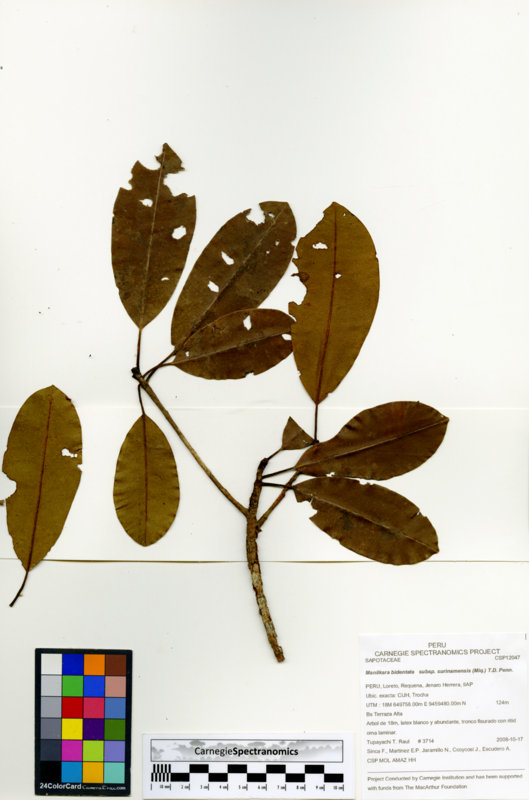 Manilkara bidentata subsp. surinamensis image