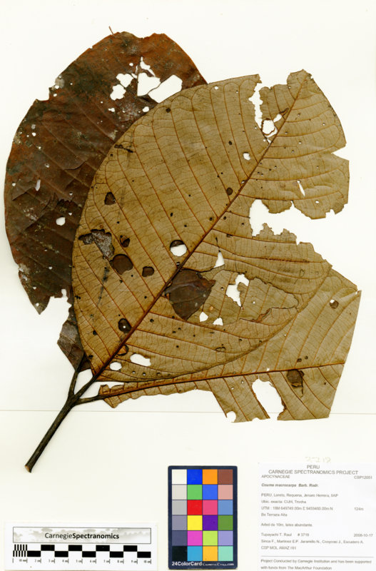 Couma macrocarpa image