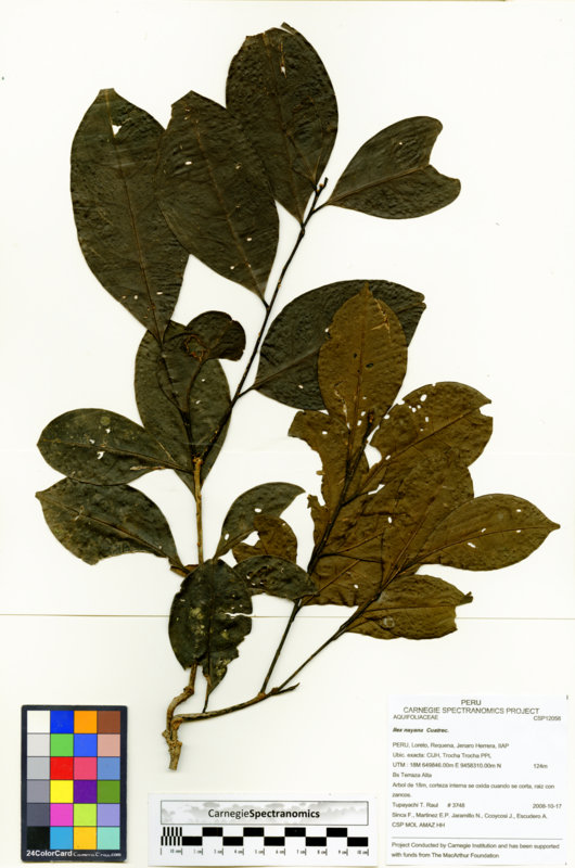 Ilex nayana image