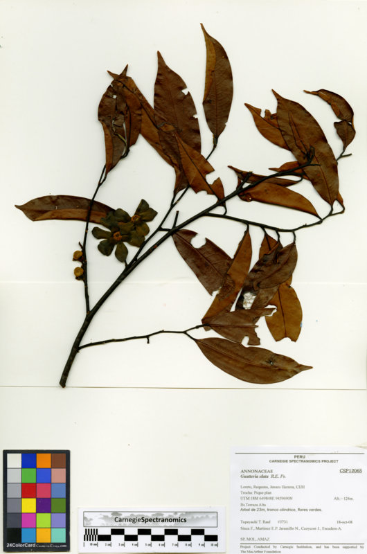 Guatteria elata image