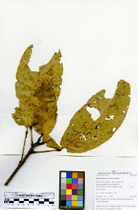 Sloanea floribunda image