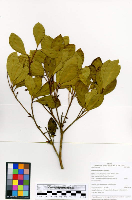 Pouteria juruana image