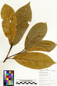 Ocotea aciphylla image