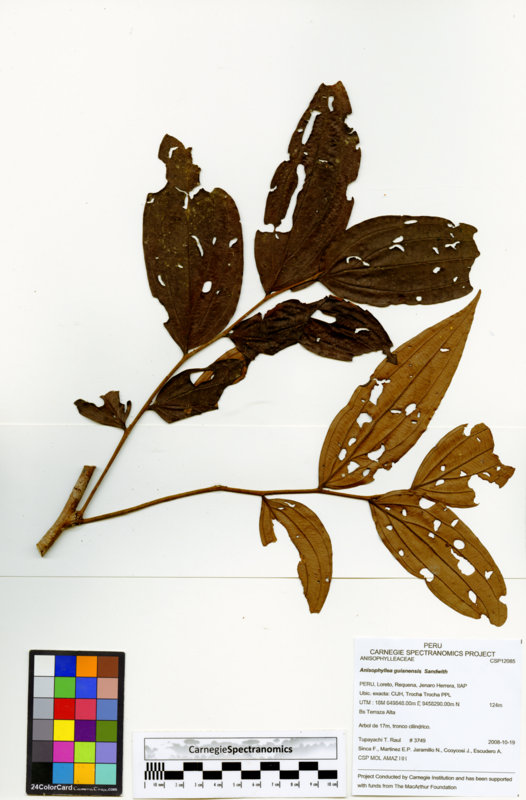 Anisophyllea guianensis image