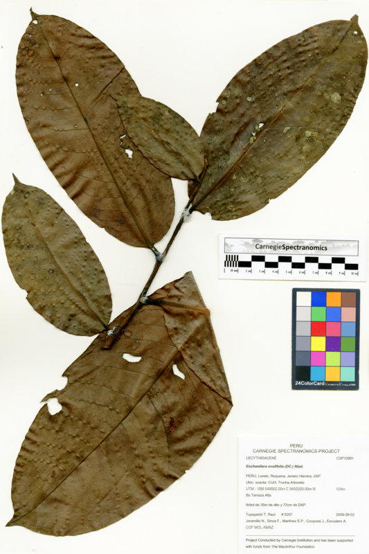Eschweilera ovalifolia image