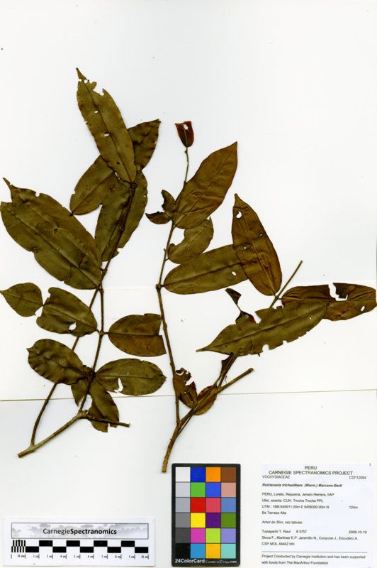 Qualea trichanthera image
