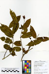 Image of Qualea trichanthera